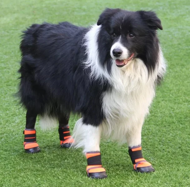 Fashion Designer Pet Paw Protection with Rubber Booties Rain Dog Shoe