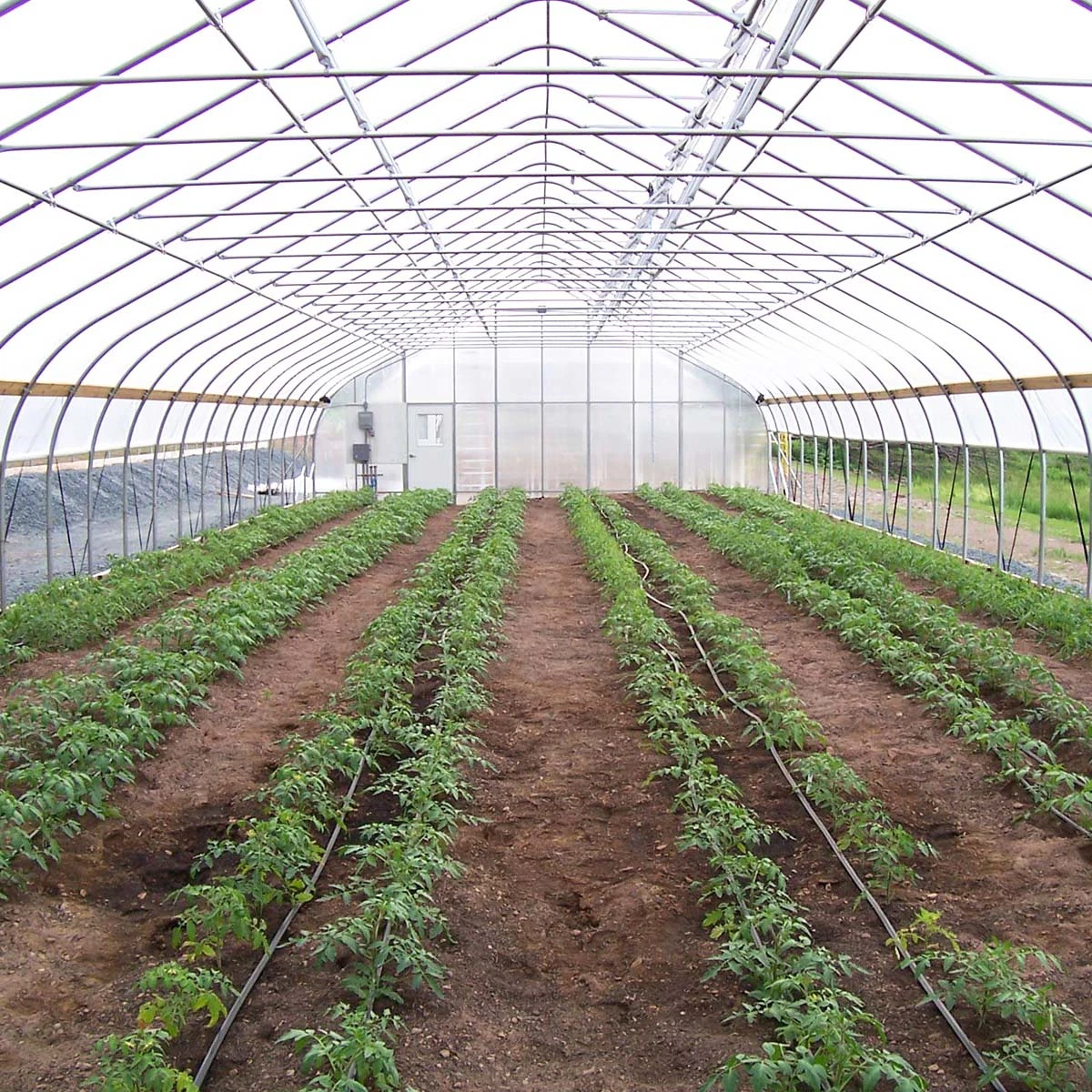 2023 Low Cost Agricultural Single-Span Film Green House for Vegetables