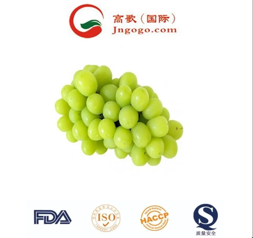 Natural Verde fresco brillo uvas Mascate fruta