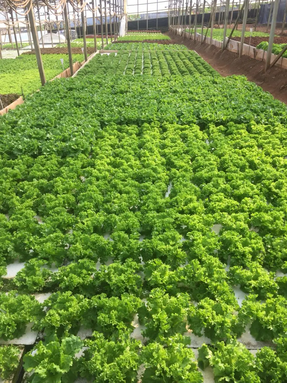 Dwc Hydroponic XPS Foam Board Floating Raft Commercial Greenhouse Grow Lettuce