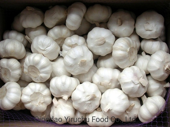 Garlic, a High-Quality Agricultural Product Trusted by Customers