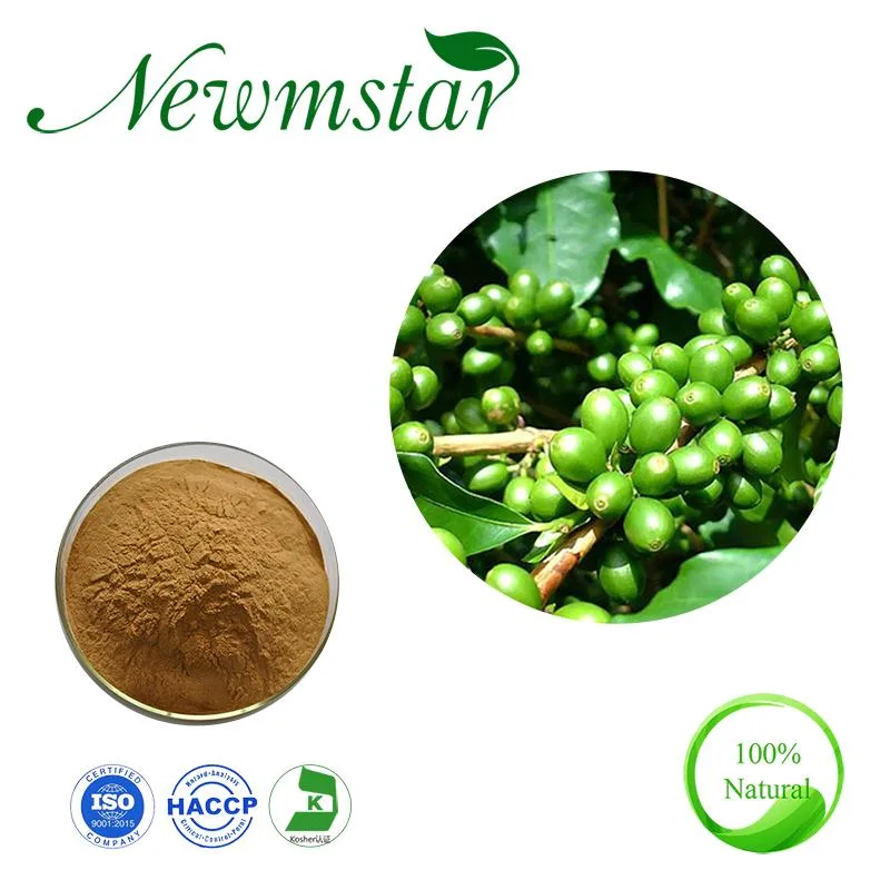 Perte de poids naturelle extrait de grain de café vert avec acide chlorogénique Extrait de grains de café vert à 60 %