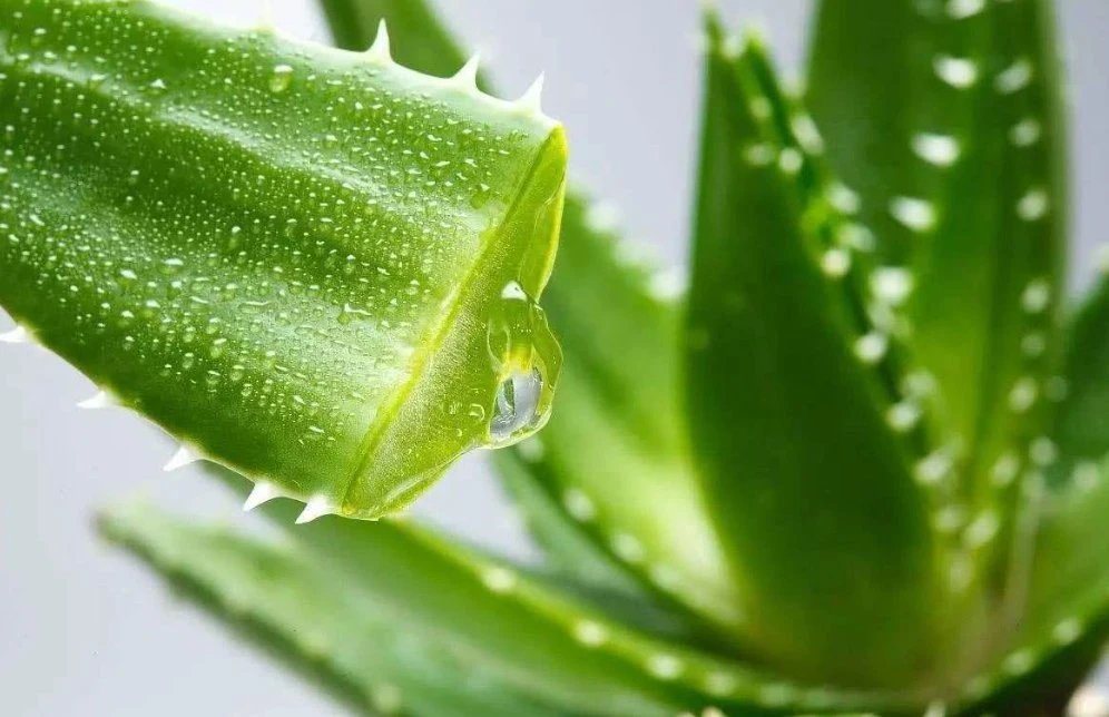 Aloe Vera Gel polvo de secado en frío 100: 1/200: 1 Herbal Natural puro