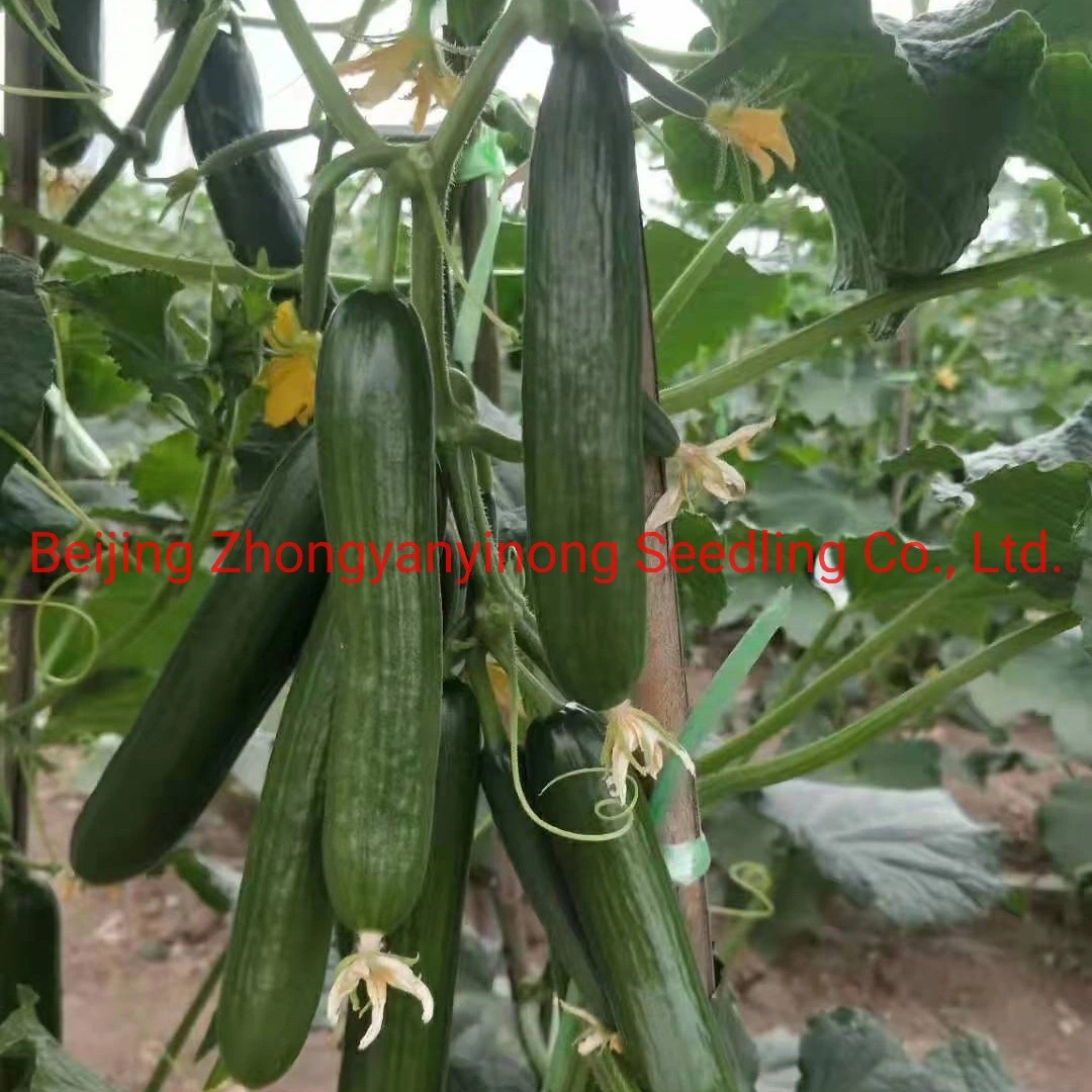 Multi Fruits High Yield Hybrid Cucumber Seeds for Growing