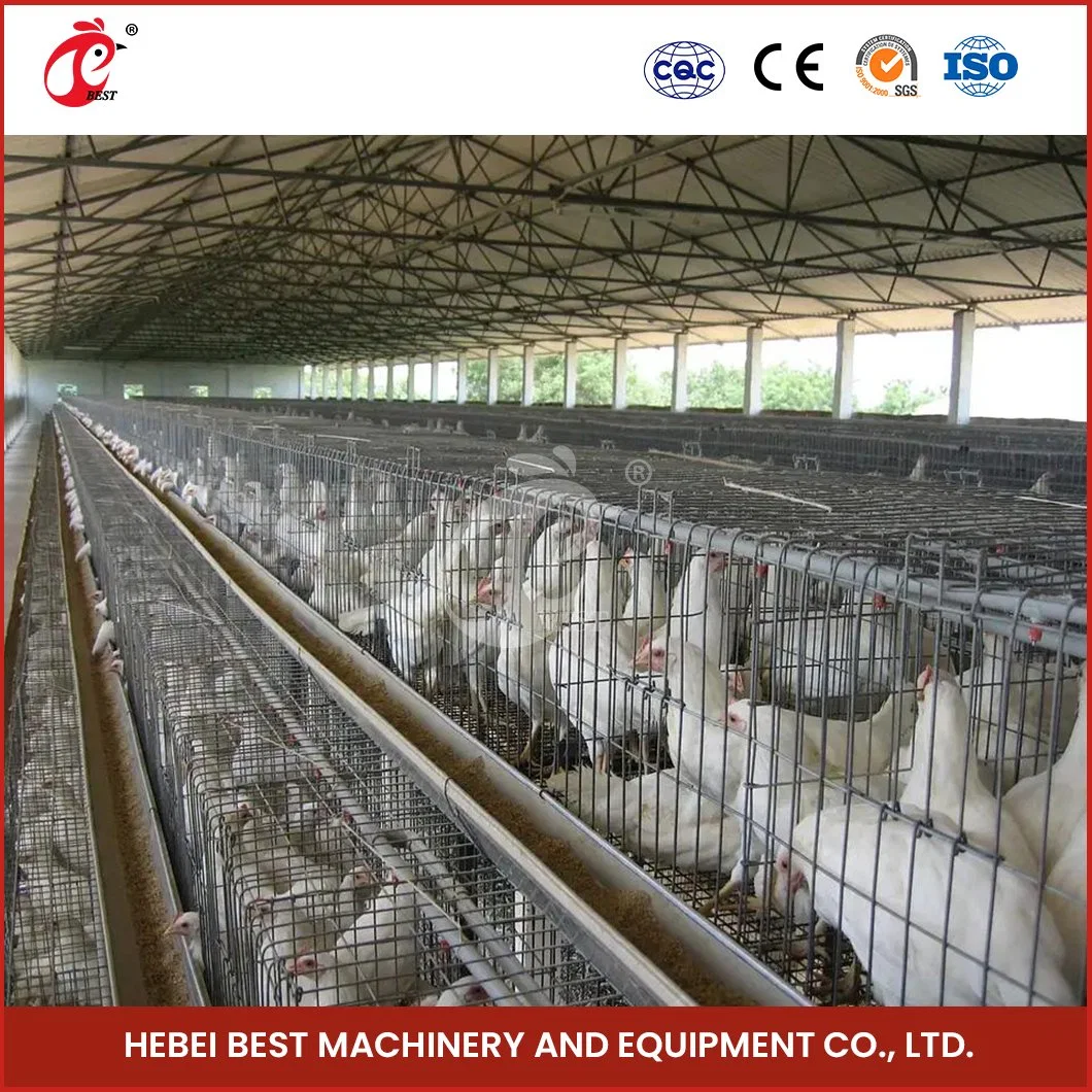 Bestchickencage a Type Layer Cage China Plastic Chicken Layer Cage Manufacturer Ladder Type Egg Chicken Cage Configuration Solar Chicken Coop Door