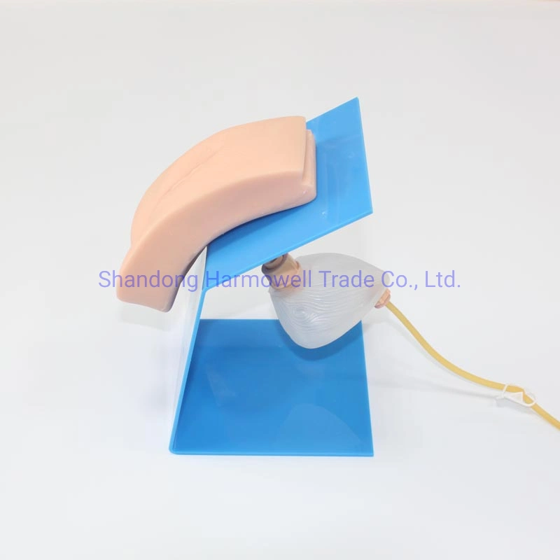 Advanced Wearable Female Urethral Catheterization Model