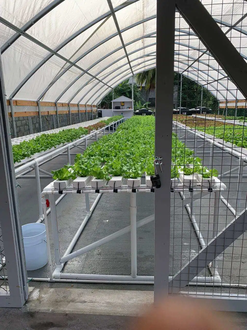 High-Tech Aquaponics System Fish Vegetable Farming Morden Greenhouse