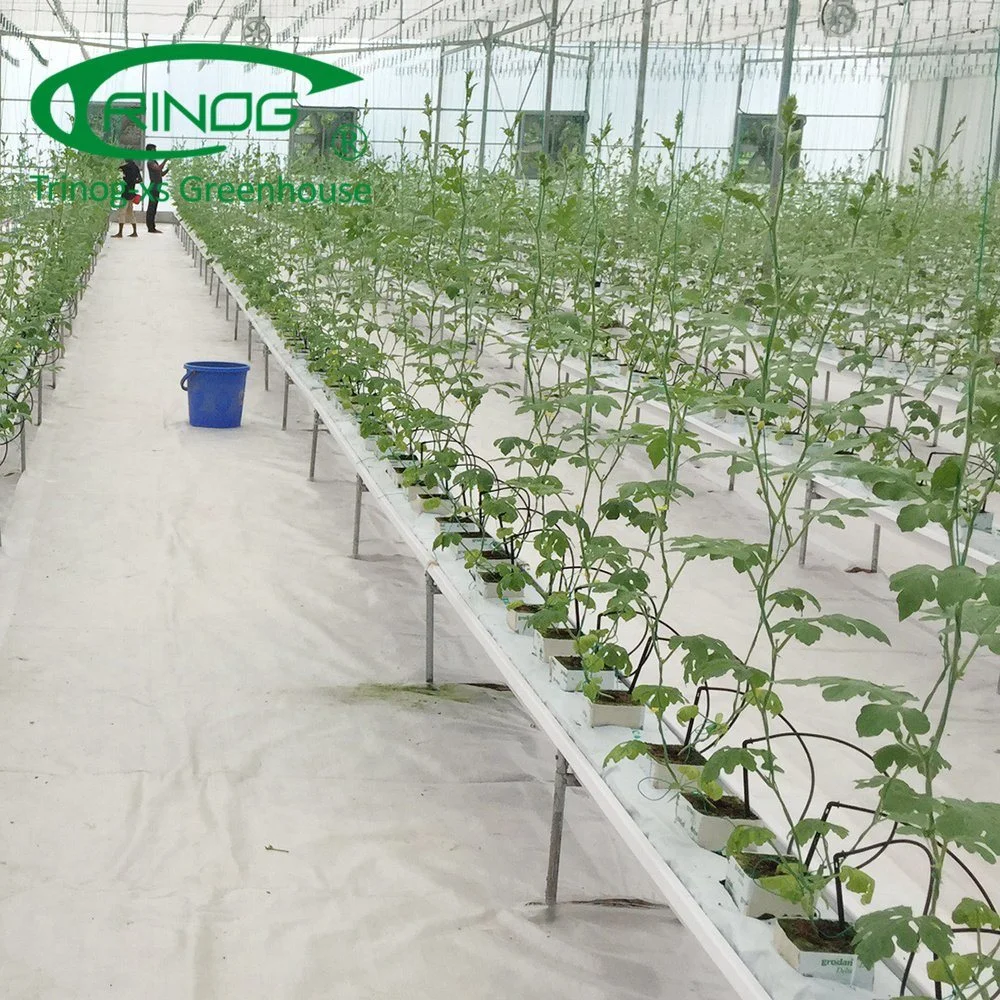 China Good Quality Large Space Cultivation Hydroponics System Film Greenhouse For Vegetable