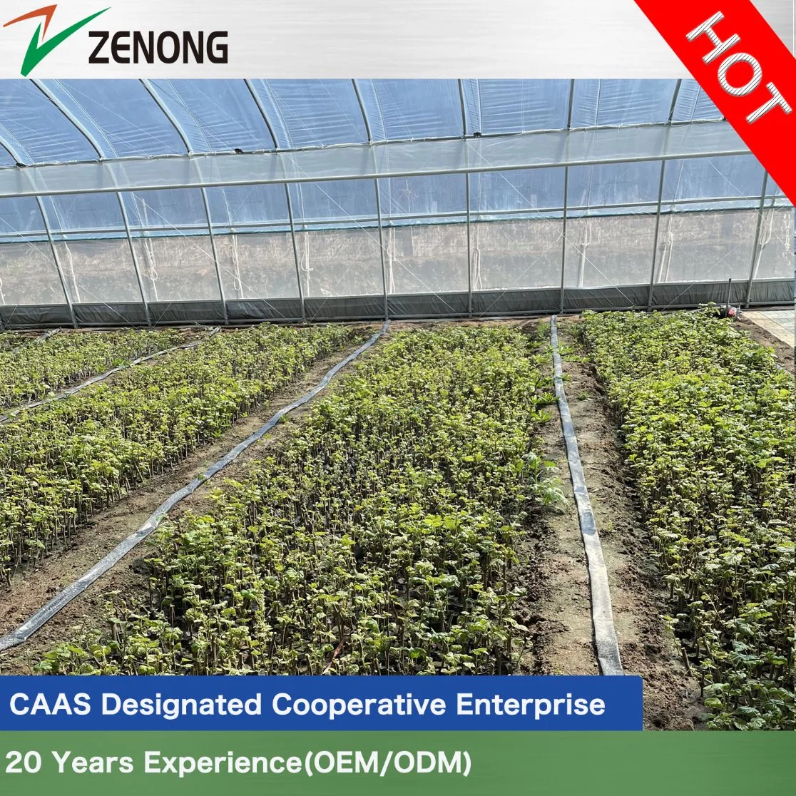 Hot DIP Galvanized Steel Skeleton Easy Install Film Solar Sunlight Greenhouse for Cold Area