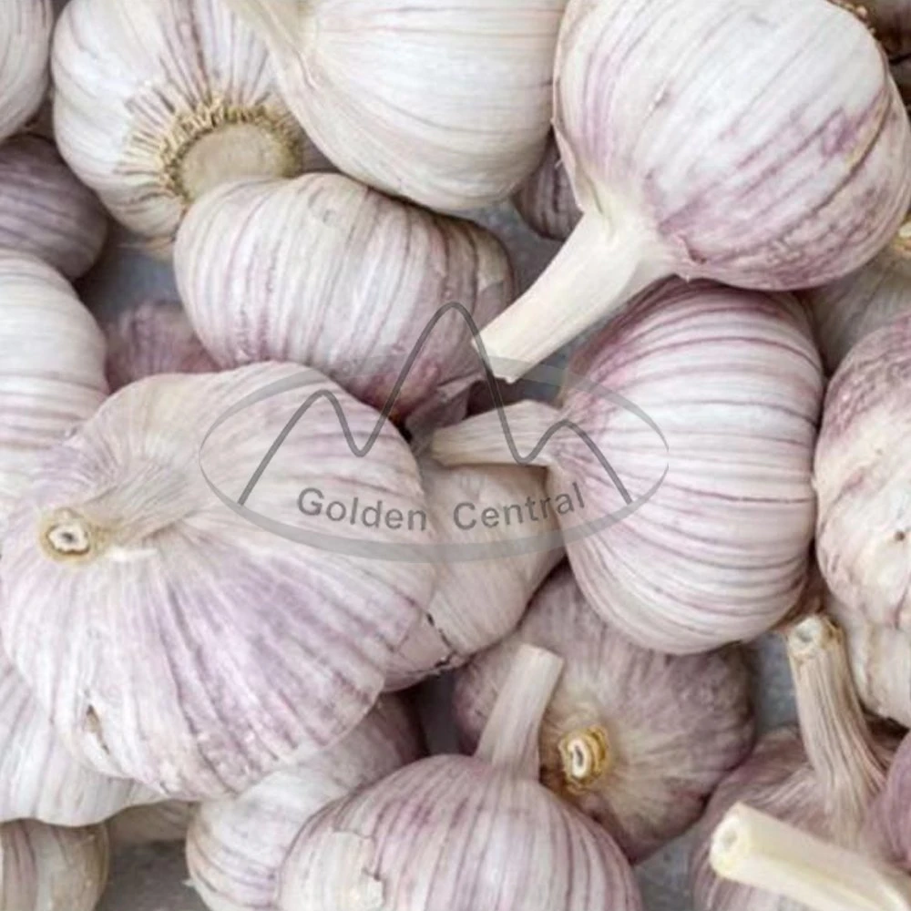 Provide Fresh China Elephant White Garlic for Overseas Market