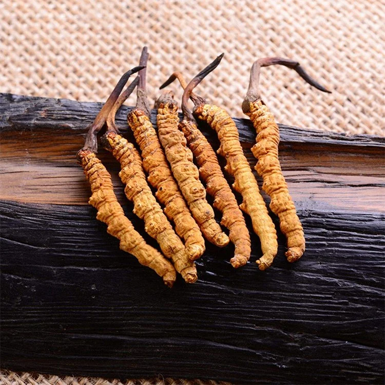 Extracto de hongo Cordyceps orgánicos Militaris Cordyceps sinensis mezclas de polvo de Reishi