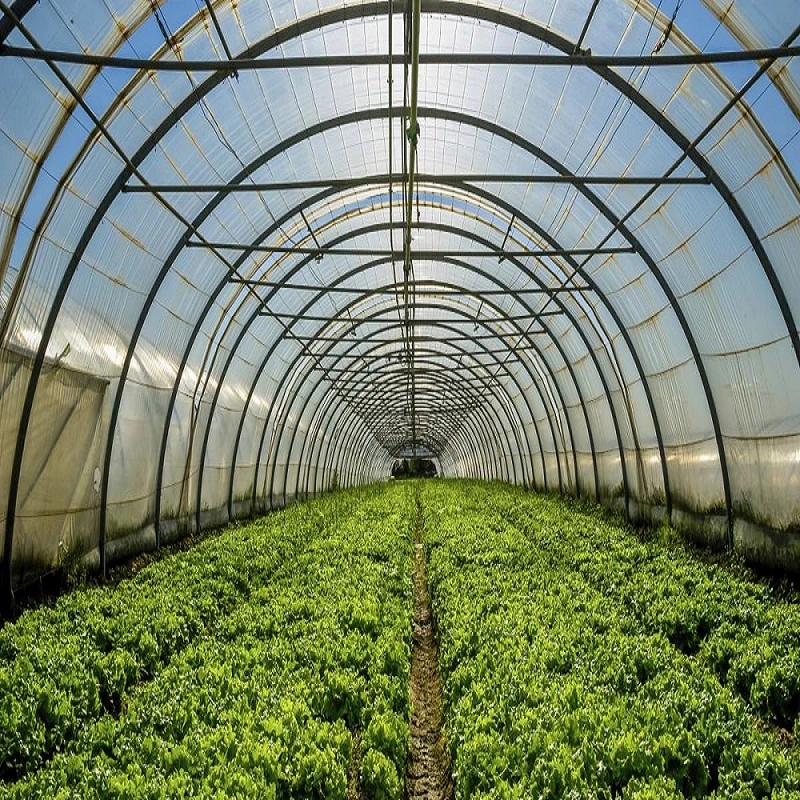 Arched Film Greenhouse with Hydroponic Ebb Flow Bench for Growing