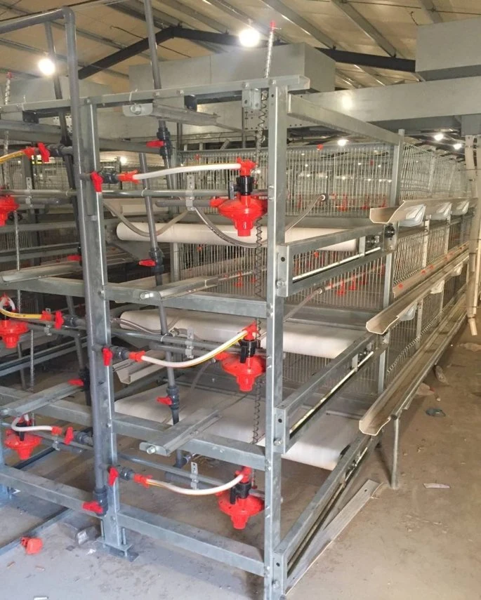 Poultry Farm Chicken House Automatic Feeding Cage Equipment for Broiler