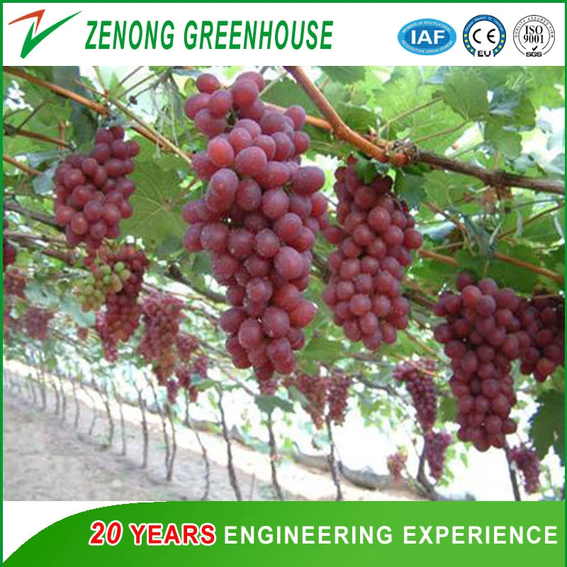 China High quality/High cost performance  Plastic Film Multi-Span Greenhouse with Outside Shading Net for Cherry/Strawberry/Fruit Tree