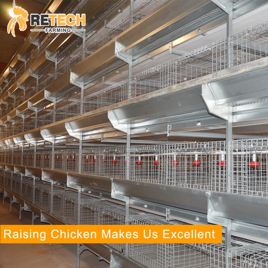 Automatic Chicken Farm Equipment for Layer/Broiler/Pullet