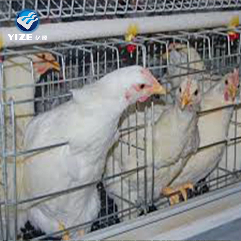 Jaula de pollo gallinas ponedoras jaula de batería para aves de corral resistente a la intemperie HEN House Nest