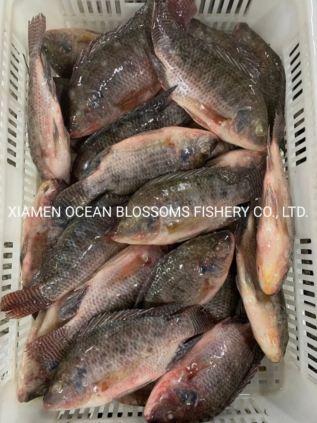 Buy China Live Tilapia 500-800g From Fish Factory Ocean Blossoms