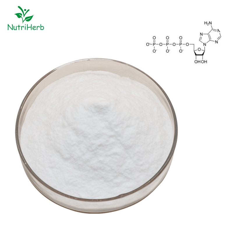 Adenosin Triphosphat ATP Pulver CAS 56-65-5 99% Bulk Adenosin Triphosphat