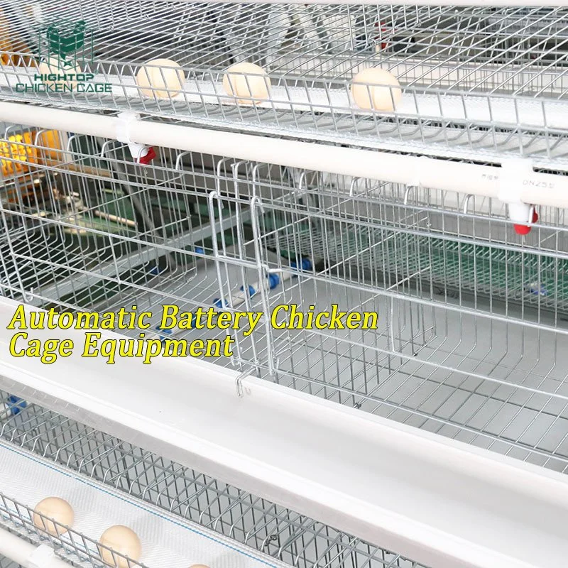 A Type Automatic Layer Poultry Chicken Cage Manure Belt Jaula PARA Pollos