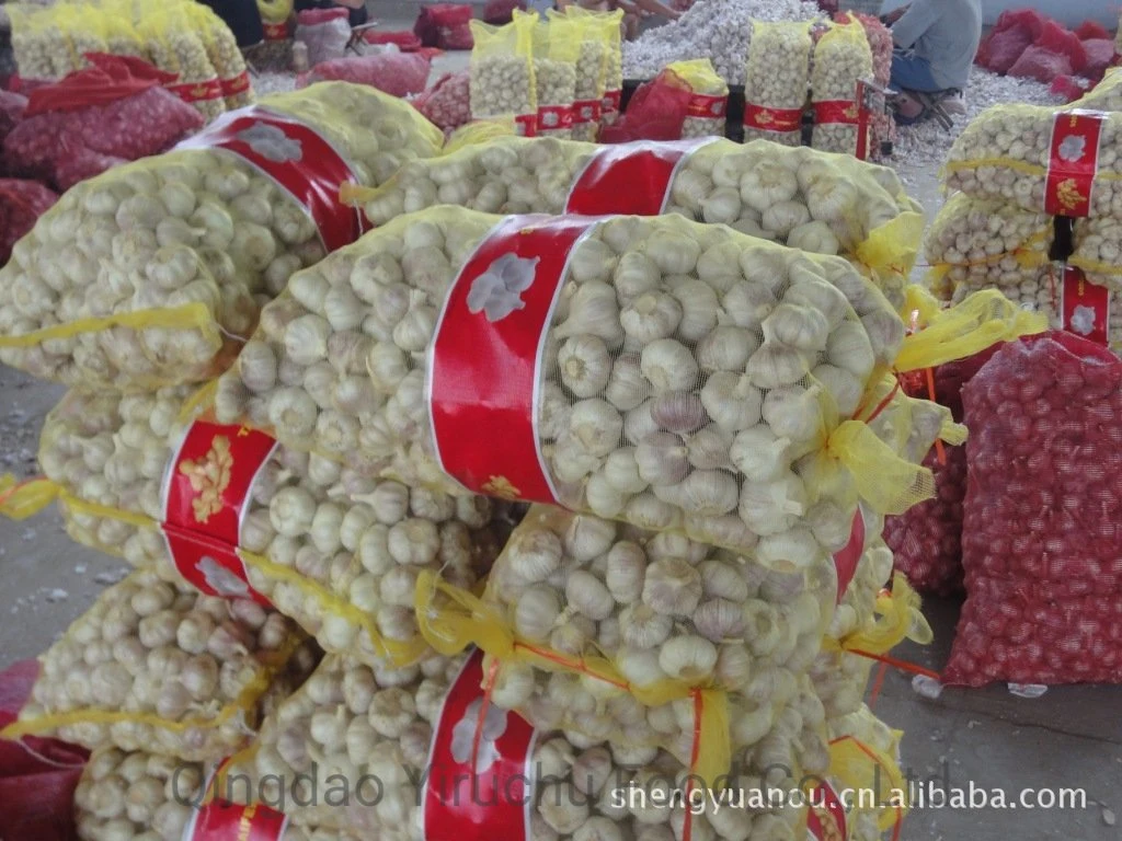 Fat, Big and Crisp Garlic in Jinxiang, China