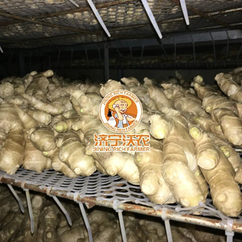 Hot Sale China Dry Ginger New Crop Chinese Fresh Ginger for Export