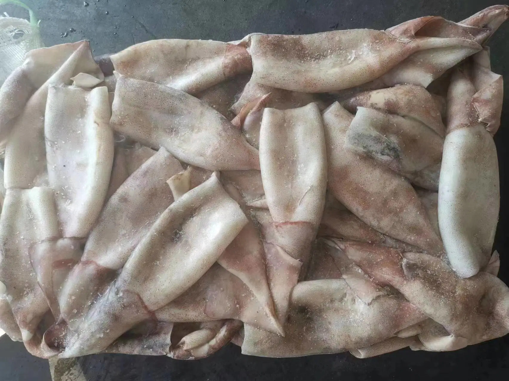 Congelados Lulas sujo tubo/tubo de pota/Calamari/Calamar/Calmar