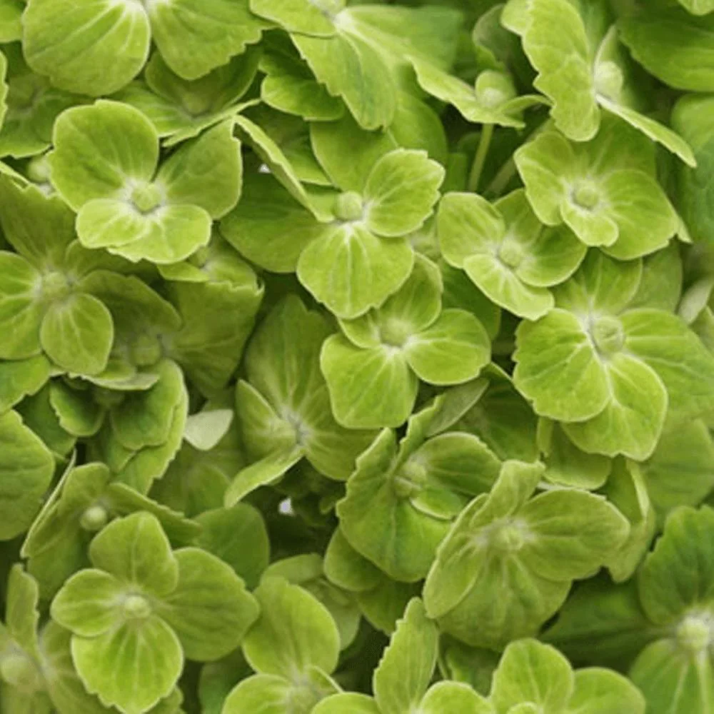 Verde esmeralda de flores frescas cortadas flores de jardín de hortensias Rosas Proveedor