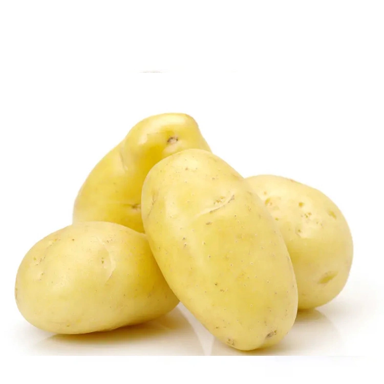 New Crop Yellow Fresh Potato Wholesale