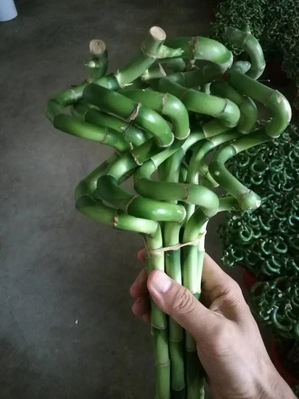 Spiral Lucky Bamboo Dracaena Sanderiana Lucky Bamboo 30cm-100cm Indoor Plant Flower