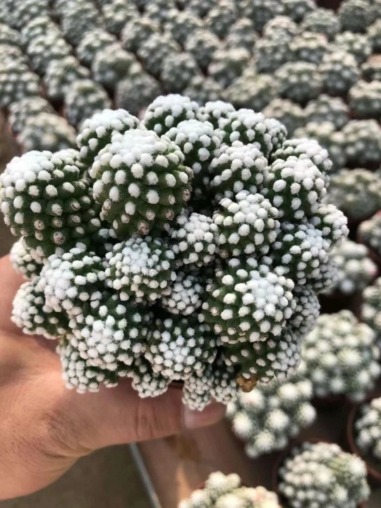 Los dedos de plata de plantas cactáceas Mammillaria Gracilis