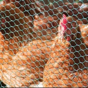 Chicken Fencing Wire Netting 3/4 Inches Hexagonal Galvanized Steel Wire Mesh
