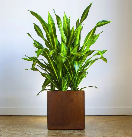 Corten Steel Raised Garden Flower