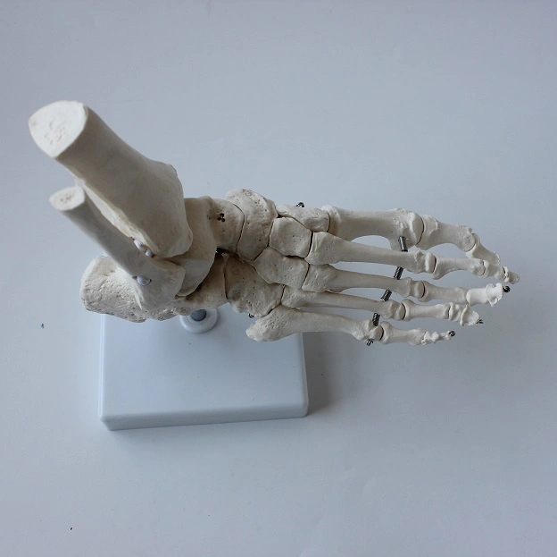 Medical Teaching Model Foot Bone Model Foot Model with Base