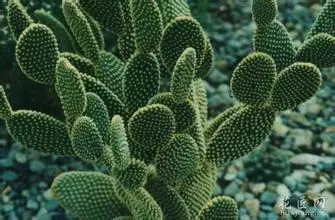 World Well-Being Biotech ISO&FDA Certified OEM Manufacturer Factory Supply Natural Herbal Extract 10%-50% Polysaccharides Cactus Extract