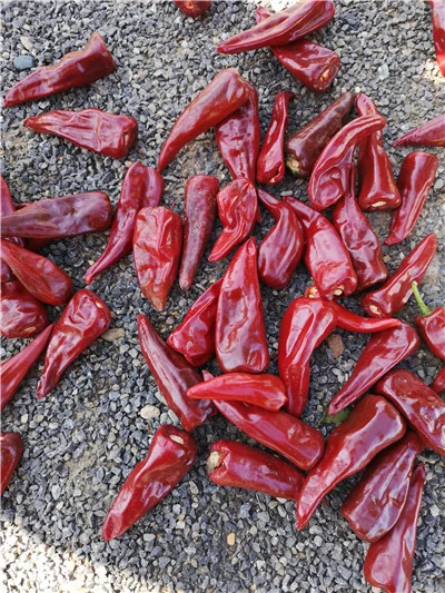 Dried Whole Red Chili Peppers