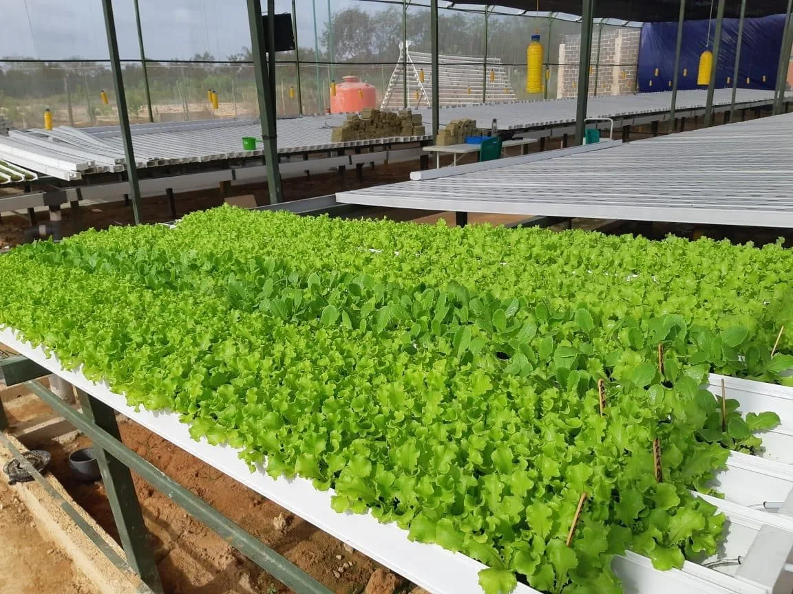 Commercial Farm Vertical Hydroponics System Plastic Growing Rack Food Grade 100X50mm Nft Gully