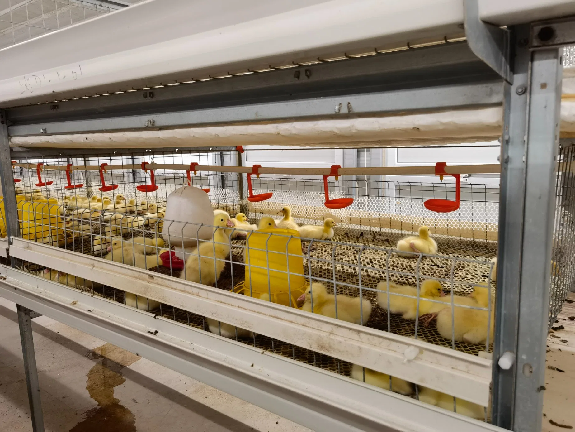 Automatic Efficiently H Type Chicken Battery Layer Cage Poultry Farm for Broiler/Layers