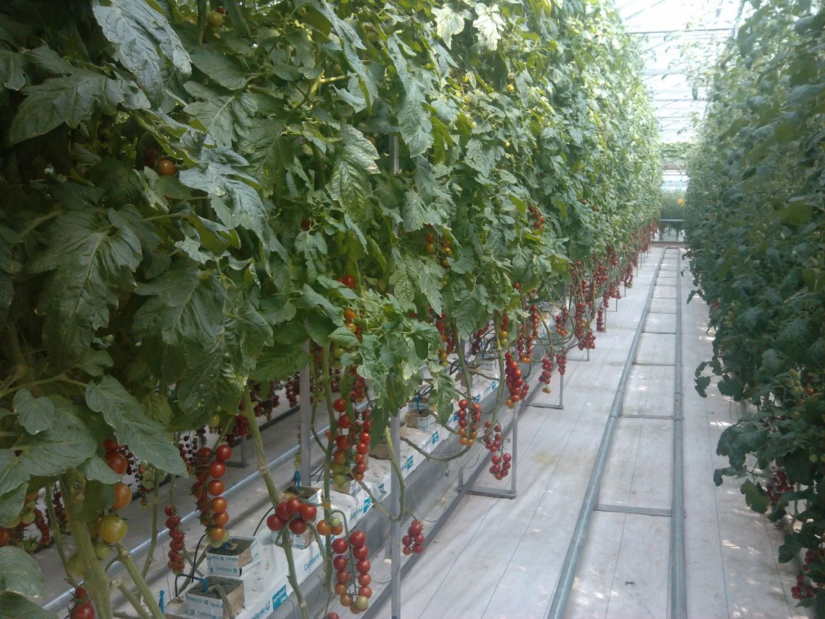 Hydroponics Greenhouse