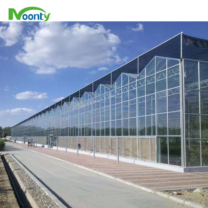 New Design Modern Multi-Span Venlo Glass Greenhouse Used for Sale