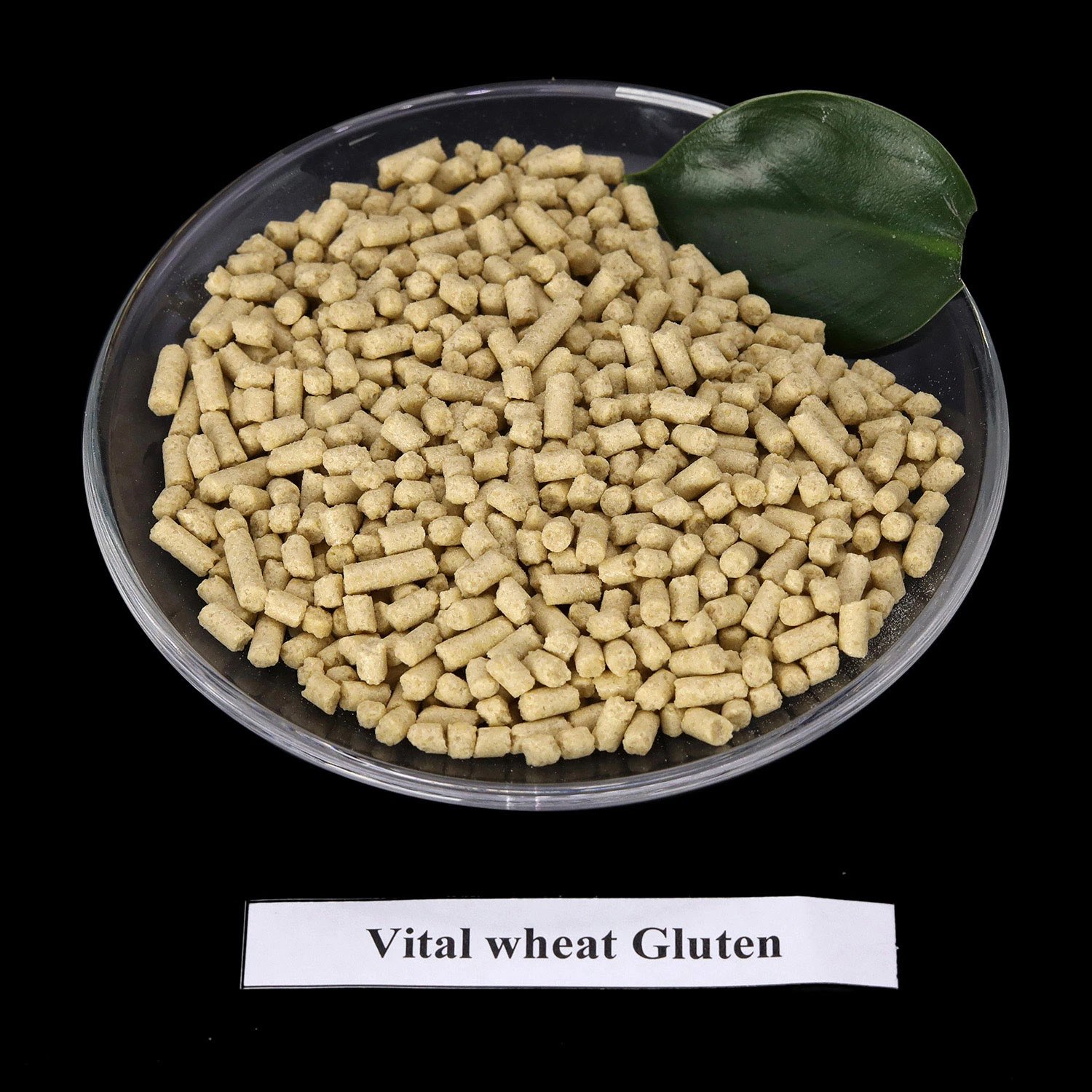 Gluten vital de trigo para la alimentación animal