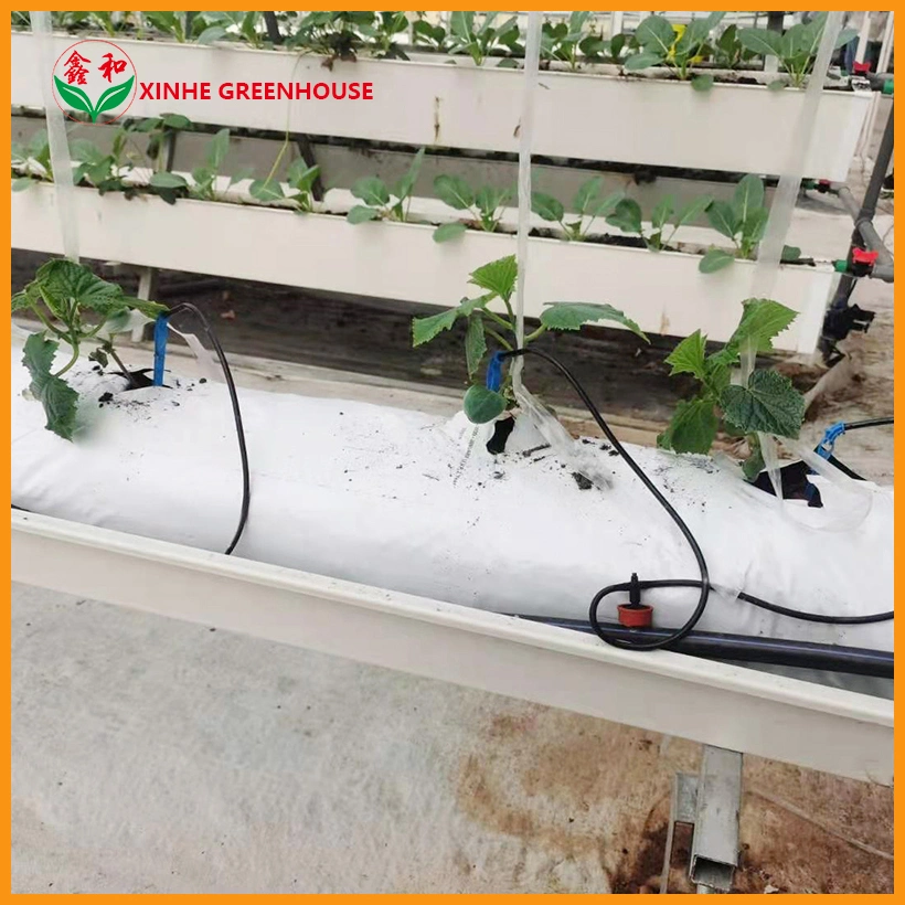 Agricultural Tunnel Film Growing Greenhouse for Tomato Growing System