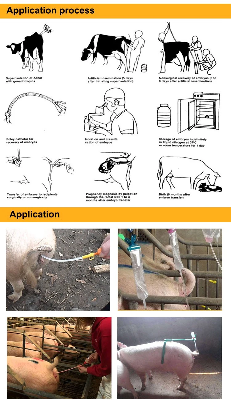 Pig Foam Tip Catheter Pig Artificial Insemination Catheter