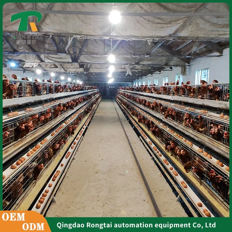 Battery Layer Chicken Cage for Poultry Farm with 96, 120, 128, 160 Birds Capacity