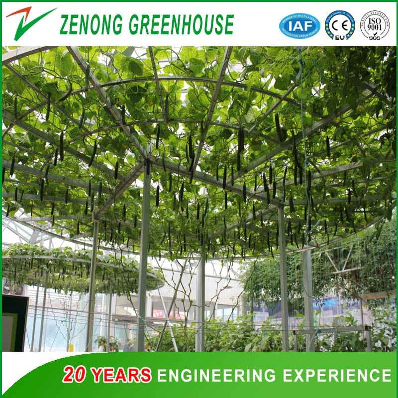 Effizientes Polycarbonat Gewächshaus und hydroponic growing System für Tomaten und Salat