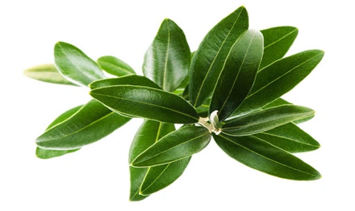 Health Care Antioxidant Olive Leaf Extract 20% 40% 50% 60% 70% 80% Oleuropein