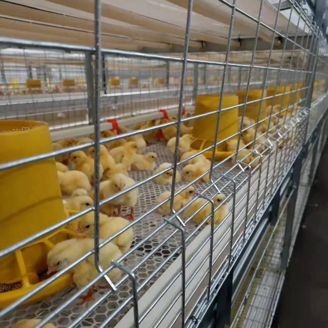 Tecnología profesional de bajo costo Granja de Pollo que ahorra mano de obra