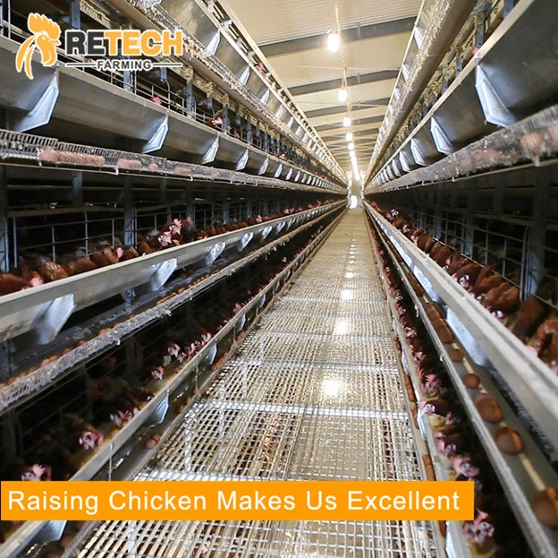 5000 Chickens Fully Automatic Chicken Farm Equipment Poultry Battery Cage