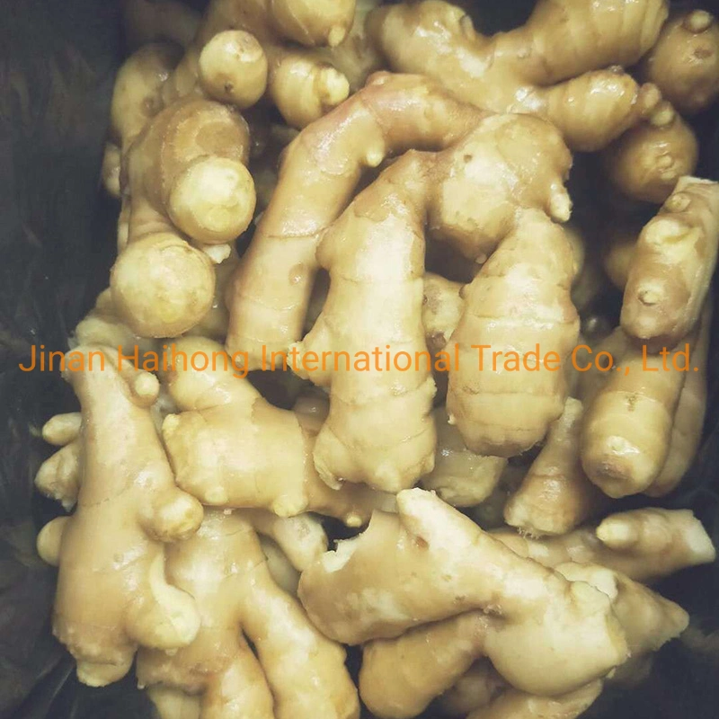 2019 Hot Sales Fresh Ginger Semi Dry or Full Dry