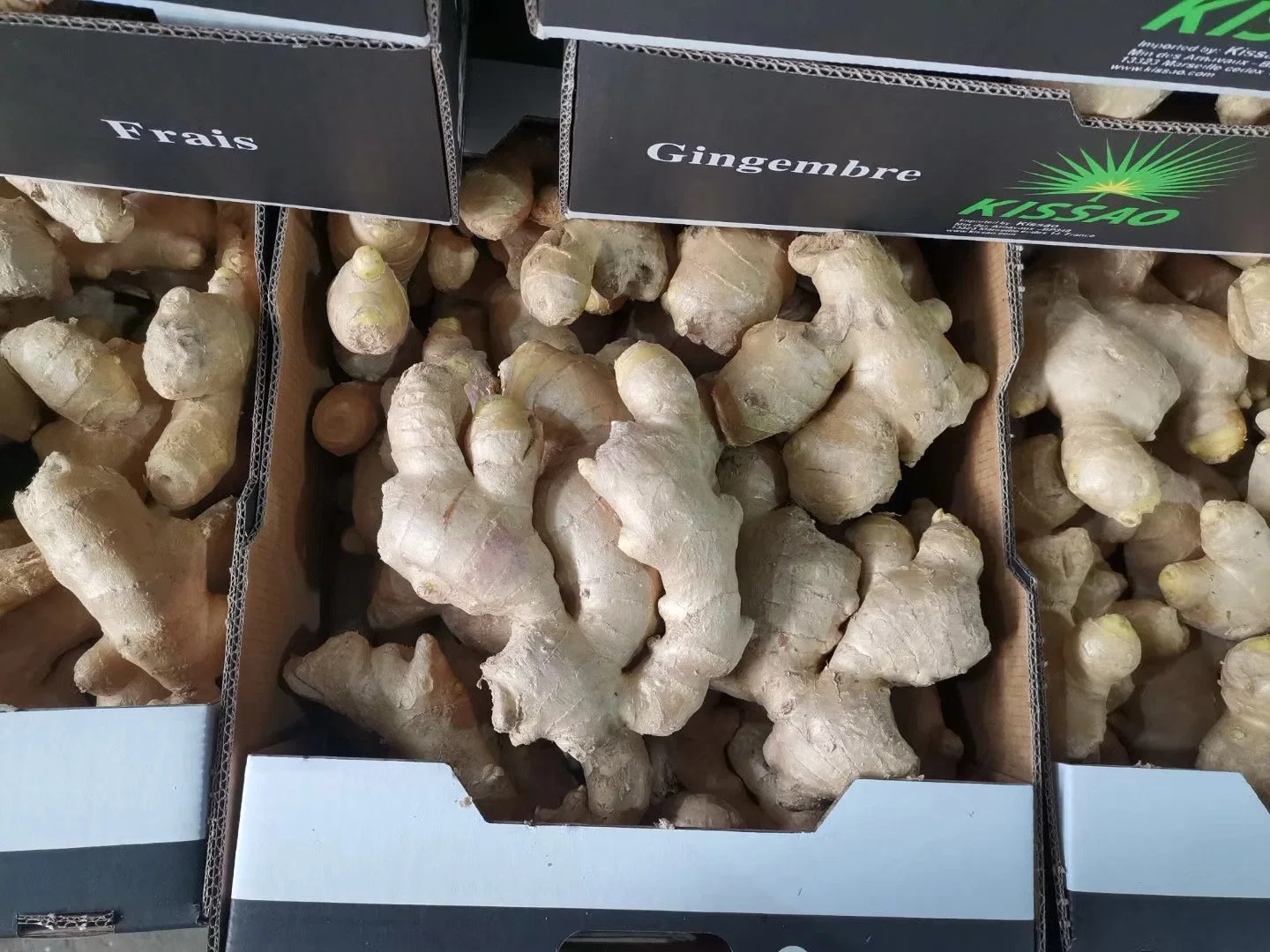 Fresh Mature Ginger Sold Directly From The Factory