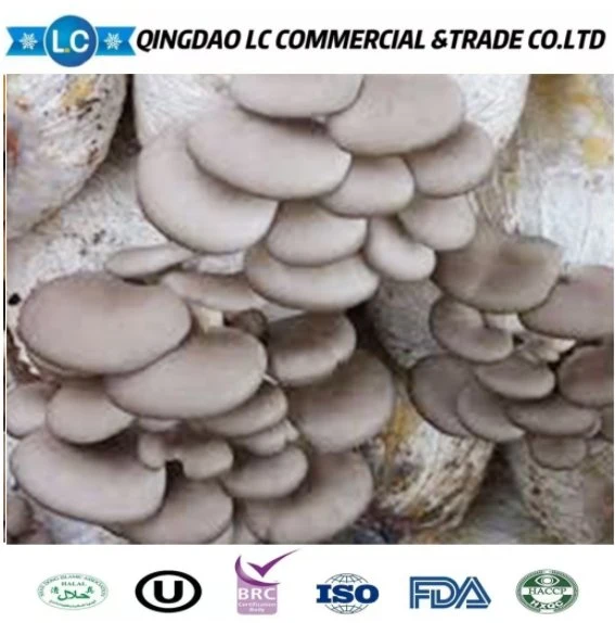 Frozen Oyster Mushroom Export